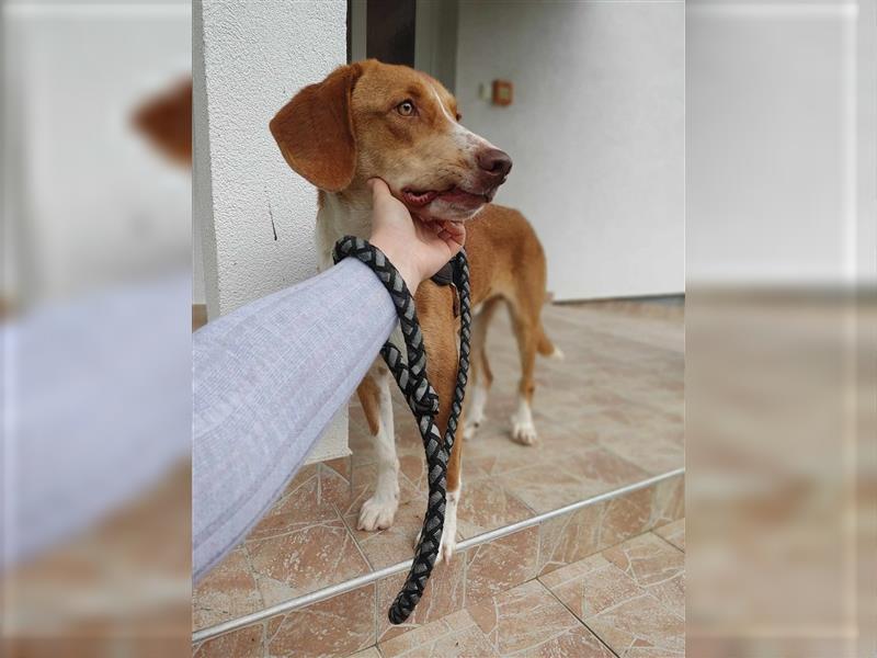 Yoshi Bracken Mischlingsrüde Mischling Rüde sucht Zuhause oder Pflegestelle