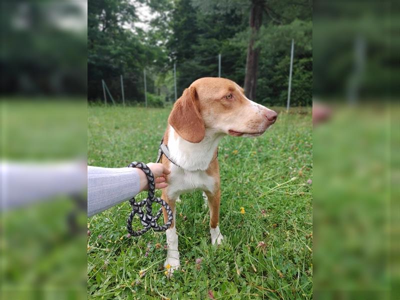 Yoshi Bracken Mischlingsrüde Mischling Rüde sucht Zuhause oder Pflegestelle