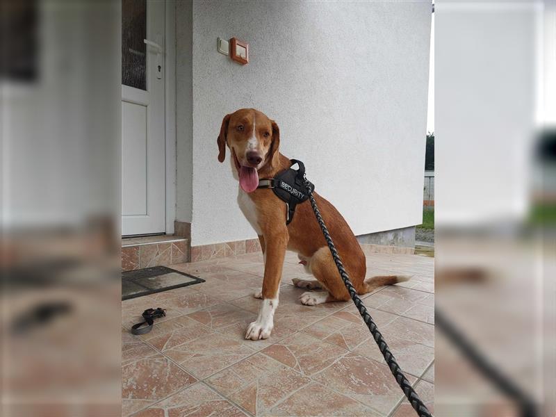 Yoshi Bracken Mischlingsrüde Mischling Rüde sucht Zuhause oder Pflegestelle