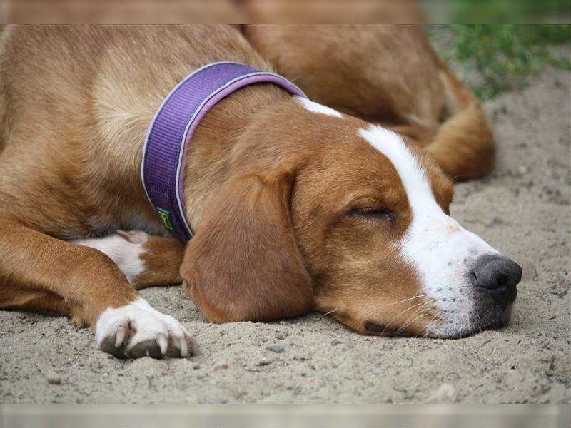 Traumhund Muki Posavski Gonic Mischling Rüde sucht Zuhause für immer