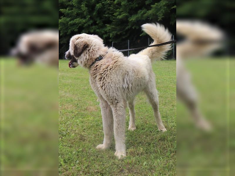 Porthos großer Kangal Mischlingsrüde Mischling Rüde Junghund sucht Zuhause oder Pflegestelle