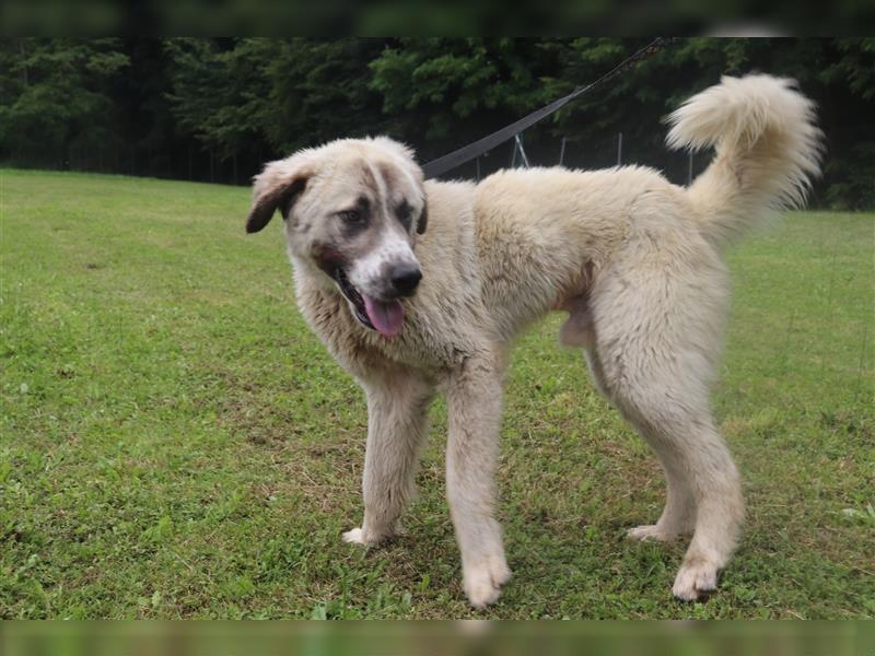 Porthos großer Kangal Mischlingsrüde Mischling Rüde Junghund sucht Zuhause oder Pflegestelle