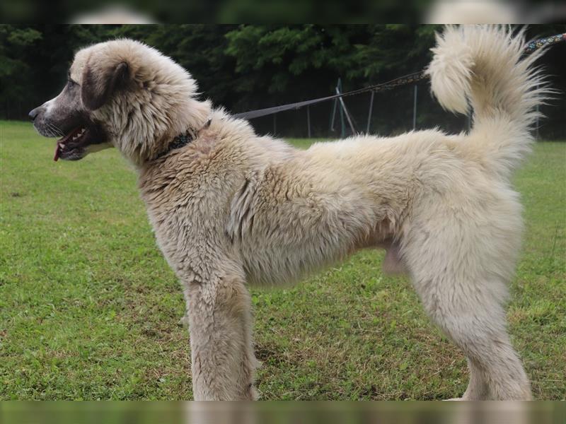 Porthos großer Kangal Mischlingsrüde Mischling Rüde Junghund sucht Zuhause oder Pflegestelle