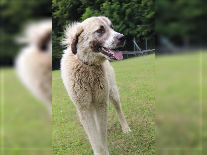 Porthos großer Kangal Mischlingsrüde Mischling Rüde Junghund sucht Zuhause oder Pflegestelle