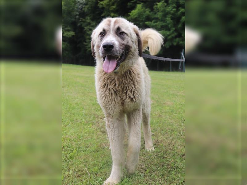 Porthos großer Kangal Mischlingsrüde Mischling Rüde Junghund sucht Zuhause oder Pflegestelle