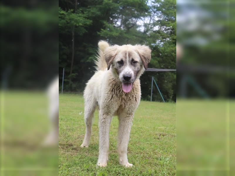 Porthos großer Kangal Mischlingsrüde Mischling Rüde Junghund sucht Zuhause oder Pflegestelle