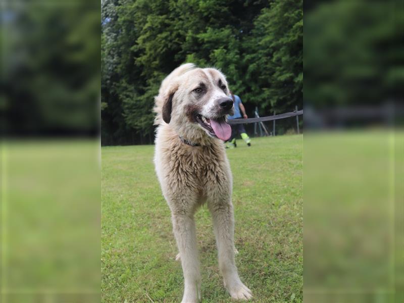 Porthos großer Kangal Mischlingsrüde Mischling Rüde Junghund sucht Zuhause oder Pflegestelle