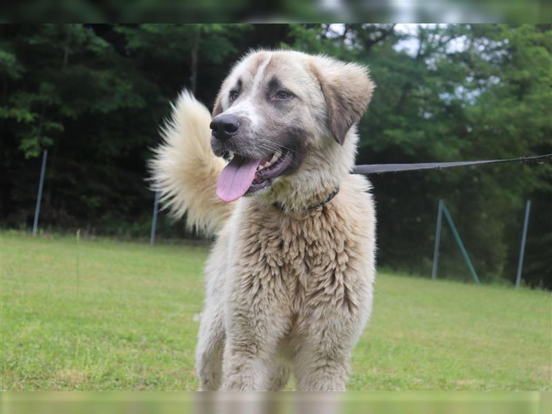 Porthos großer Kangal Mischlingsrüde Mischling Rüde Junghund sucht Zuhause oder Pflegestelle