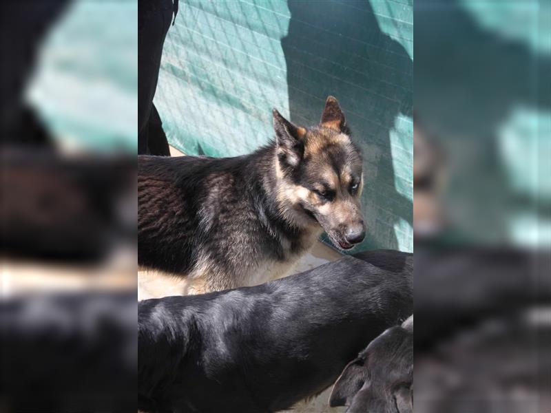 Joso Schäferhund Mischlingsrüde Junghund Mischling Rüde sucht Zuhause oder Pflegestelle