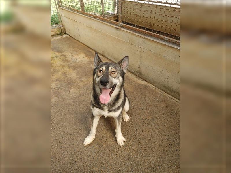 Levi Husky Mischlingsrüde Mischling Rüde sucht Zuhause oder Pflegestelle