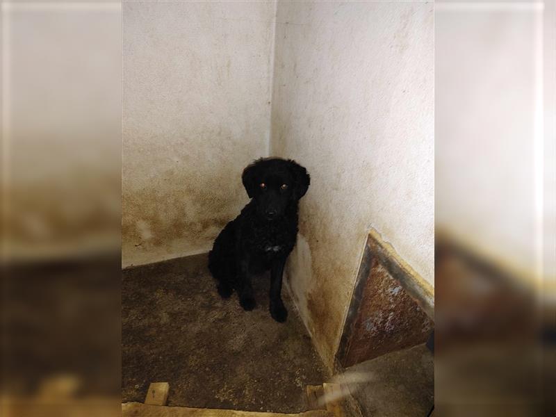 Simon kroatischer Schäferhund Mischlingsrüde Mischling Rüde Junghund sucht Zuhause oder Pflegestelle