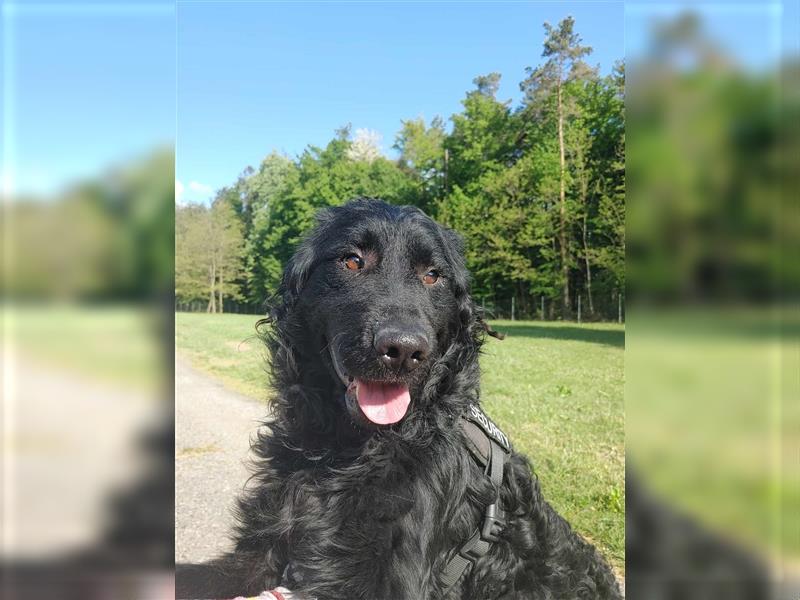 Caspar kroatischer Schäferhund Mischlingsrüde Mischling Rüde sucht Zuhause oder Pflegestelle