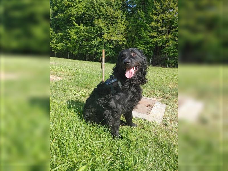 Caspar kroatischer Schäferhund Mischlingsrüde Mischling Rüde sucht Zuhause oder Pflegestelle