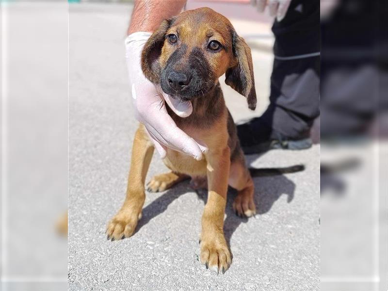 Frodo junger Mischling Rüde Junghund sucht Zuhause oder Pflegestelle