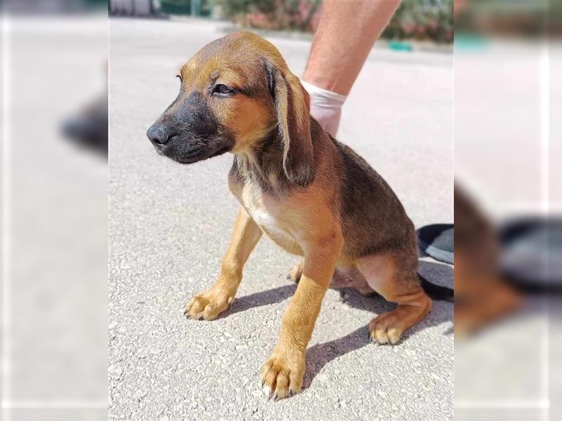 Frodo junger Mischling Rüde Junghund sucht Zuhause oder Pflegestelle