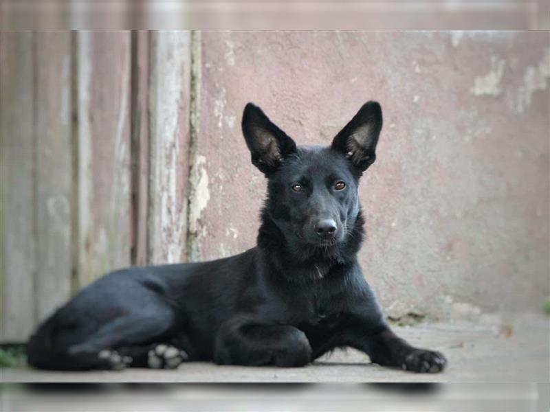 Alfie Welpe Mischlingshund Mischling Rüde Junghund sucht Zuhause für immer