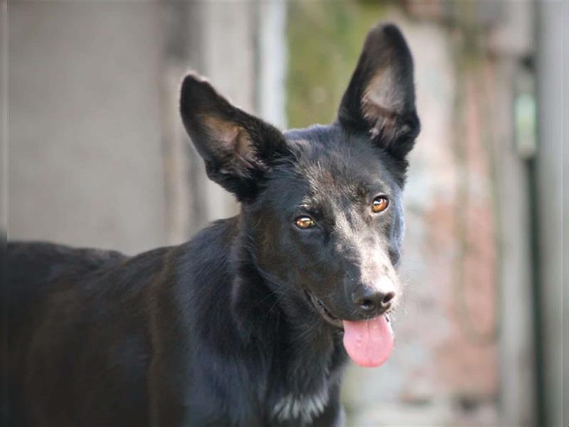 Alfie Welpe Mischlingshund Mischling Rüde Junghund sucht Zuhause für immer