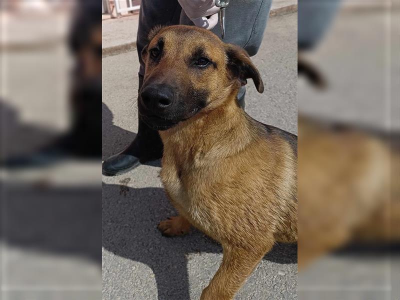 Rocco Malinois Mischlingsrüde Mischling Rüde Junghund sucht Zuhause oder Pflegestelle