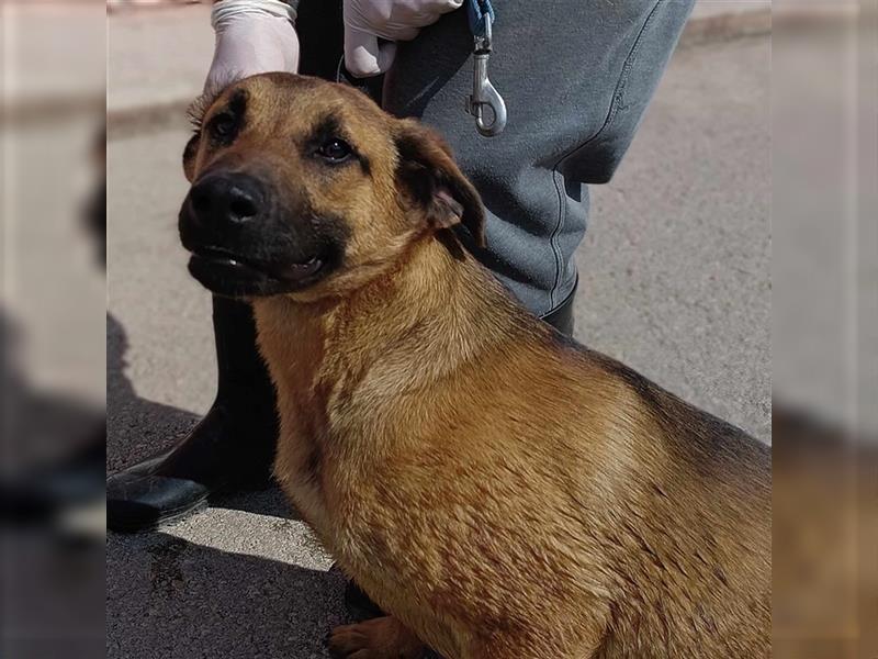 Rocco Malinois Mischlingsrüde Mischling Rüde Junghund sucht Zuhause oder Pflegestelle