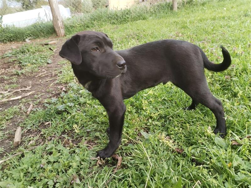 Apollo Welpe Shar Pei Mischlingsrüde Mischling Rüde Junghund sucht Zuhause oder Pflegestelle