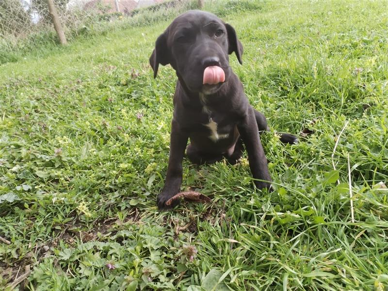 Apollo Welpe Shar Pei Mischlingsrüde Mischling Rüde Junghund sucht Zuhause oder Pflegestelle