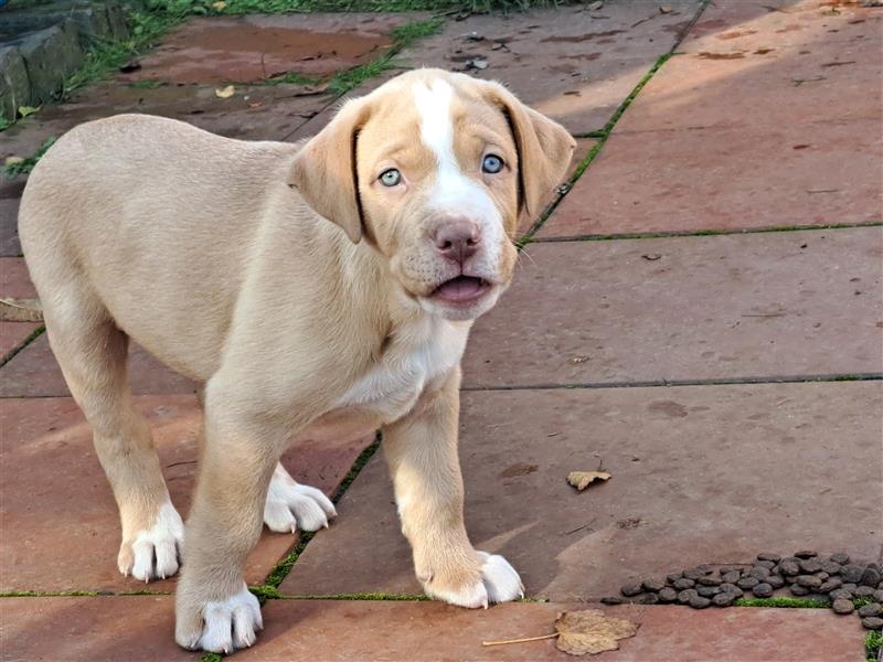 Antikdogge x Labrador Welpen