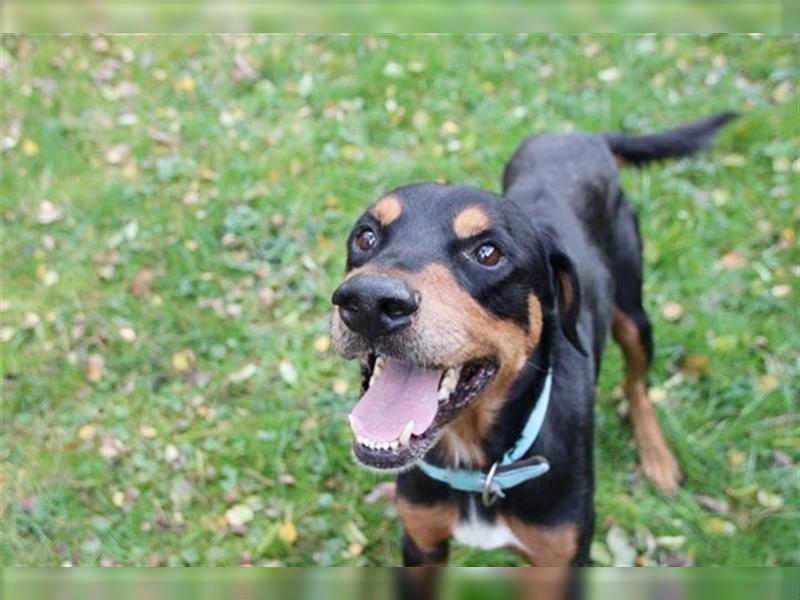 Spencer, Dobermann-Appenzeller Mix, geb. 2014, lieber anhänglicher Rüde