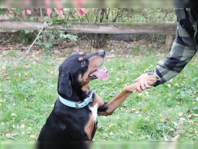 Spencer, Dobermann-Appenzeller Mix, geb. 2014, lieber anhänglicher Rüde