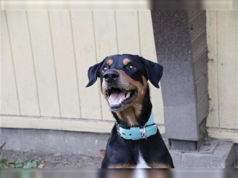 Spencer, Dobermann-Appenzeller Mix, geb. 2014, lieber anhänglicher Rüde