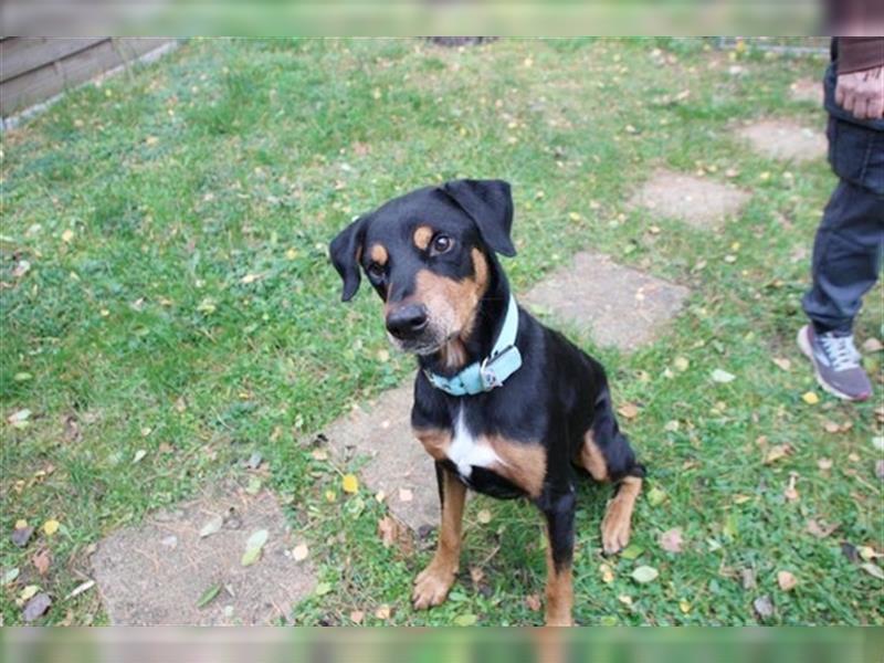 Spencer, Dobermann-Appenzeller Mix, geb. 2014, lieber anhänglicher Rüde