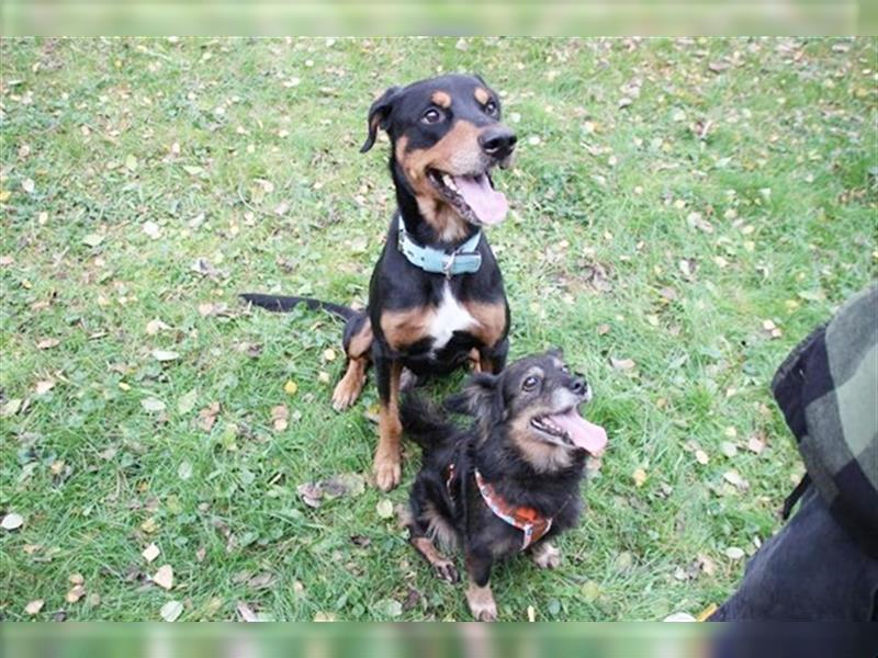 Spencer, Dobermann-Appenzeller Mix, geb. 2014, lieber anhänglicher Rüde