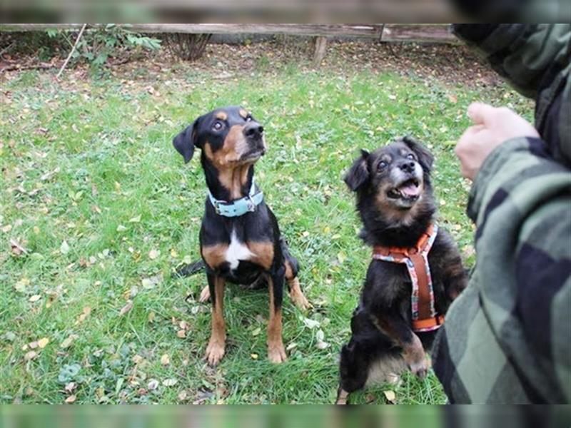 Spencer, Dobermann-Appenzeller Mix, geb. 2014, lieber anhänglicher Rüde