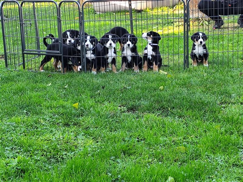 Appenzeller Sennenmix Welpen