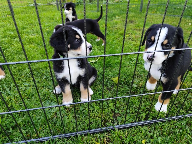 Appenzeller Sennenmix Welpen