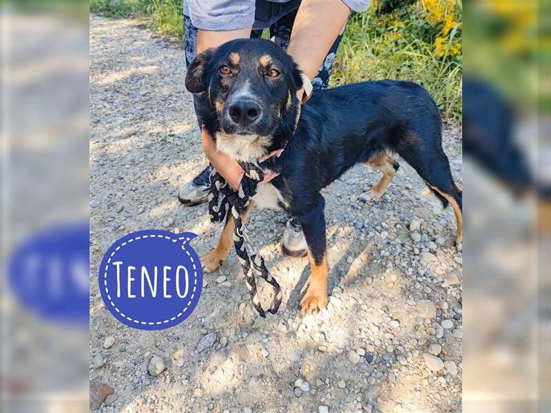 Teneo wartet seit über 2 Jahren in Tierheim