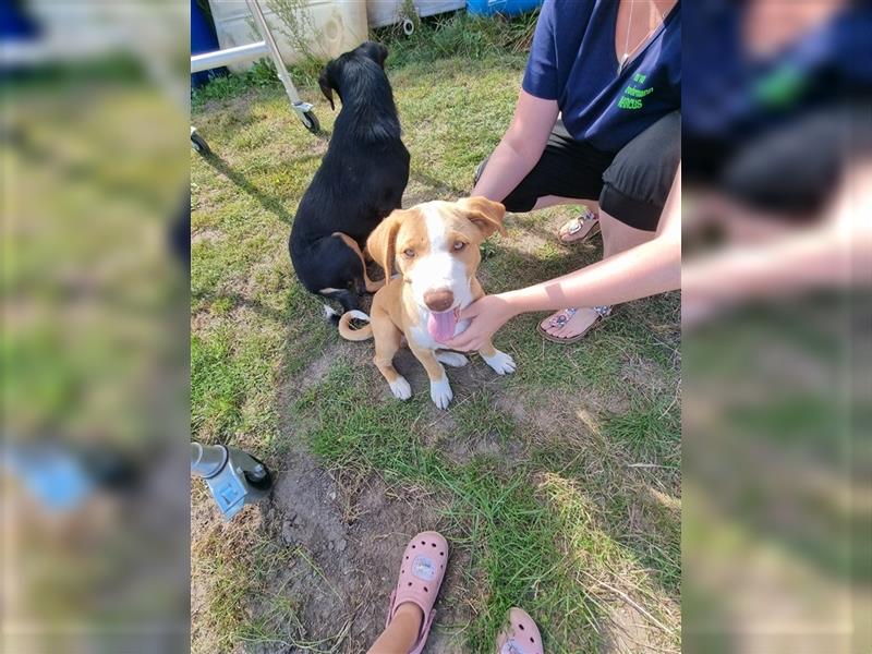 Appenzeller Sennenhund, reinrassig