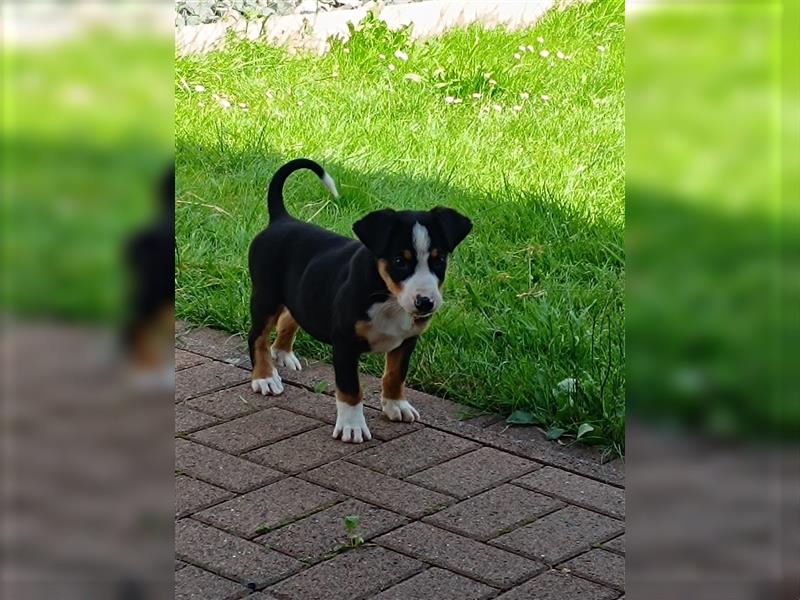 Appenzeller Sennenhund Welpe