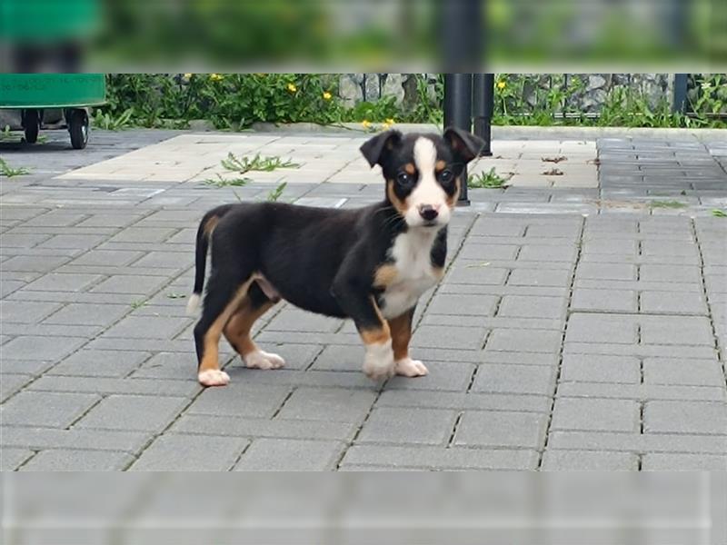 Appenzeller Sennenhund Welpe