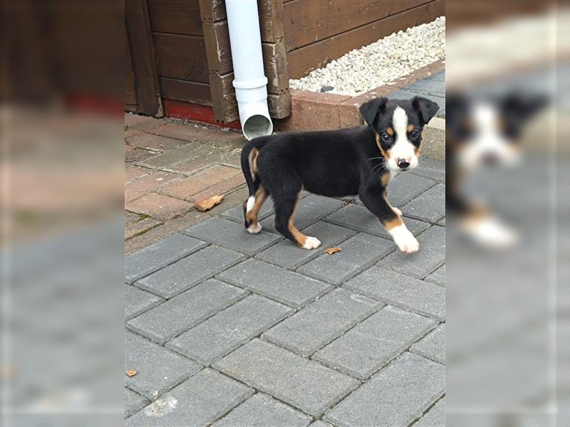 Appenzeller Sennenhund Welpe