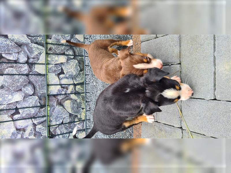 Appenzeller Sennenhund Welpe