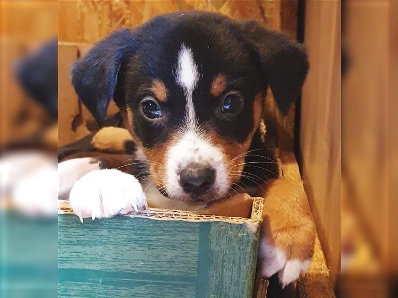 Appenzeller Sennenhund