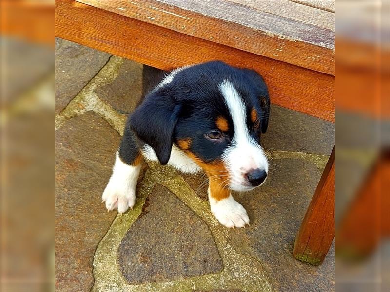 Appenzeller Sennenhund