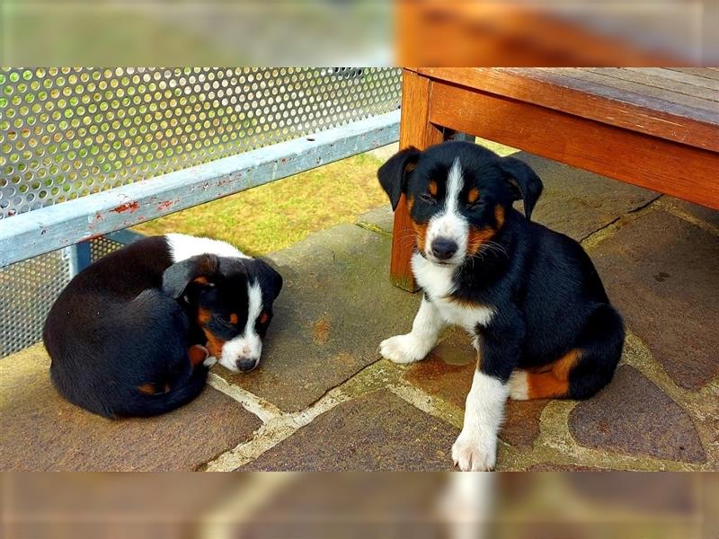 Appenzeller Sennenhund