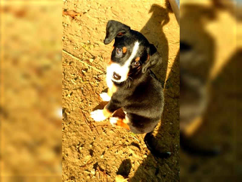 Appenzeller Sennenhund