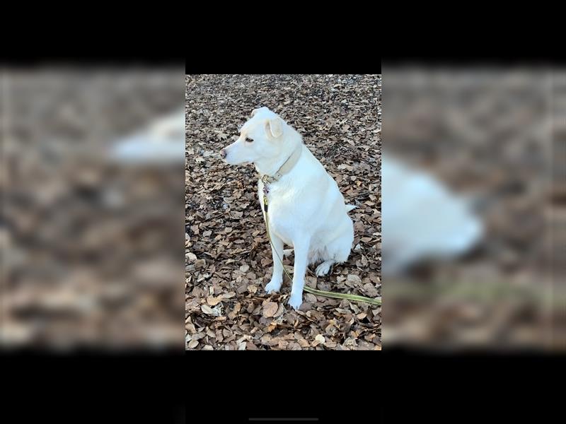 Eine sehr liebe und schöne weiße Atlas Berghund (Mischling)