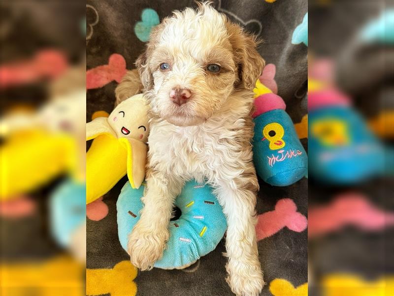 Mini Aussiedoodle Welpen