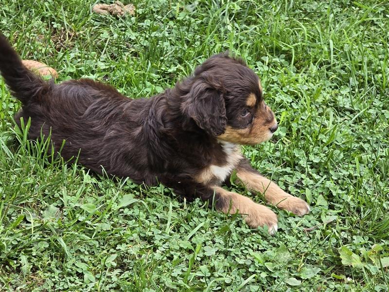 Aussiedoodle F1 Welpen