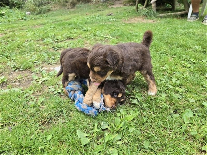 Aussiedoodle F1 Welpen