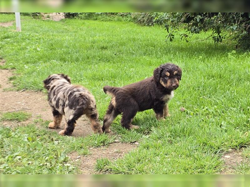 Aussiedoodle F1 Welpen