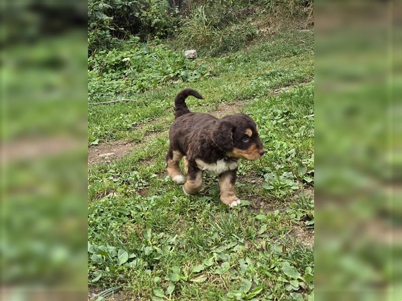 Aussiedoodle F1 Welpen